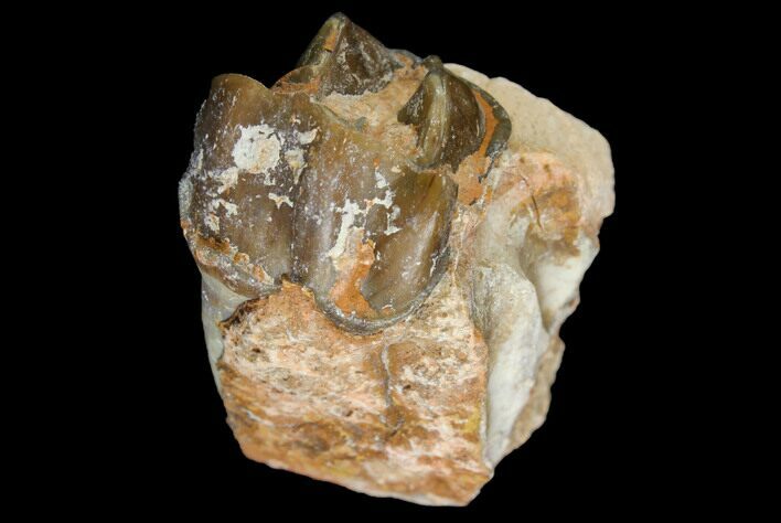 Fossil Running Rhino (Hyracodon) Molar - South Dakota #140935